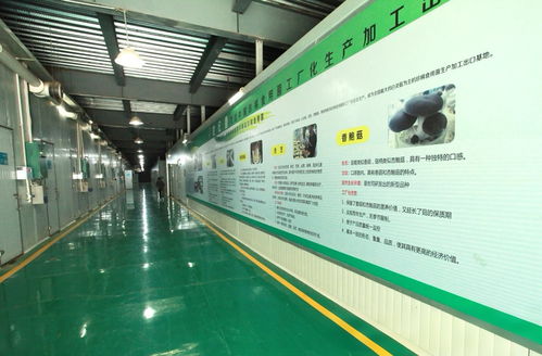 从捏麦籽到智能菌包 世纪香的蘑菇产业技术开发蜕变之路